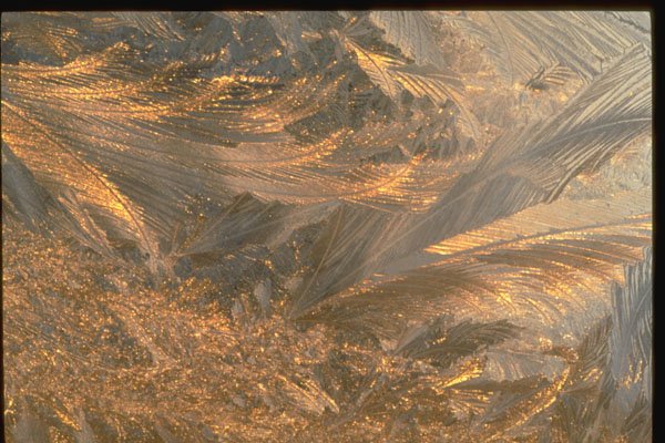 350014 Gold And Purple Chaotic Foliage A4 Photo Print
