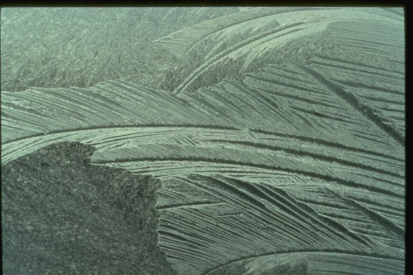 350018 Close up Of Fossil Feather A4 Photo Print