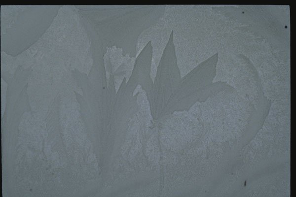 350021 Soft Gray Blue Flower A4 Photo Print