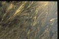 350026 Spiky Foliage A4 Photo Print