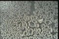 350034 Daisy Cell Cluster A4 Photo Print