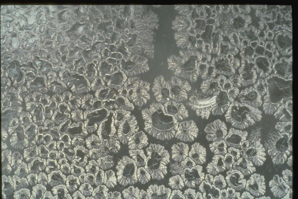 350034 Daisy Cell Cluster A4 Photo Print