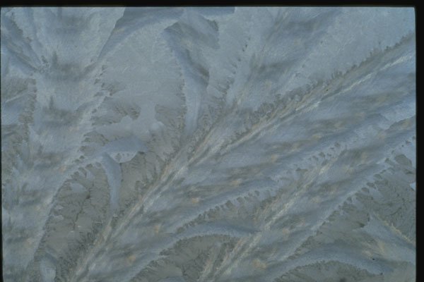 350043 Soft Stripped Stems A4 Photo Print