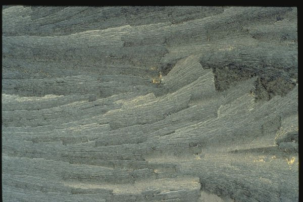 350045 Blue Bark A4 Photo Print