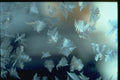 350048 Floating Flakes A4 Photo Print