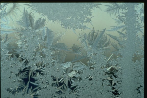350060 Frost Garden A4 Photo Print