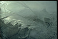 350064 Writer's Plume A4 Photo Print