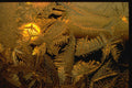 350065 Tropical Sunset A4 Photo Print