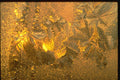350066 Chaotic Glittering Gold A4 Photo Print