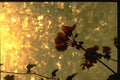 350068 Geranium On Gold A4 Photo Print