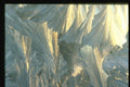 350073 Blue Bells, White Light A4 Photo Print