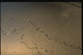 350074 Curved Track A4 Photo Print