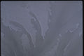 350075 Soft Blue gray Diagonal Foliage A4 Photo Print