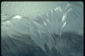 350076 Bouquet Of Feathers A4 Photo Print