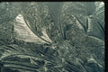 350077 Highlighted Fossil A4 Photo Print