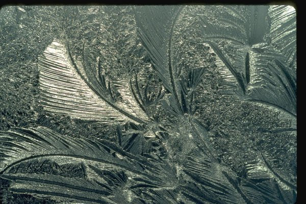 350077 Highlighted Fossil A4 Photo Print