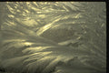 350079 Wafting Kelp A4 Photo Print