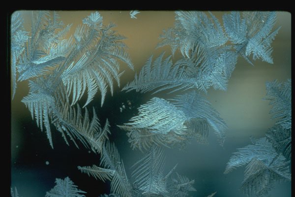 350082 Soft Floating Feathers A4 Photo Print