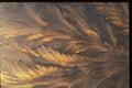 350090 Bronze Kelp A4 Photo Print