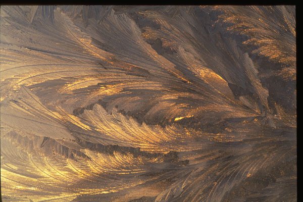 350090 Bronze Kelp A4 Photo Print