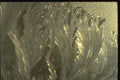 350096 Glittering Kelp A4 Photo Print