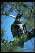352000 Spruce Grouse, Male A4 Photo Print