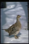 352001 Sharptailed Grouse A4 Photo Print