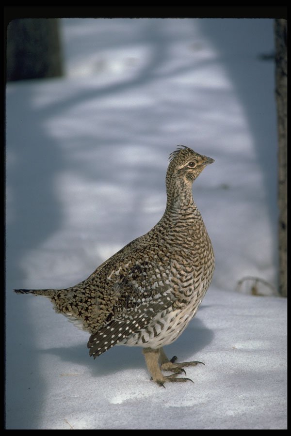 352001 Sharptailed Grouse A4 Photo Print