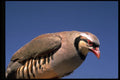 352002 Chukar A4 Photo Print