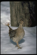 352003 Sharptailed Grouse A4 Photo Print