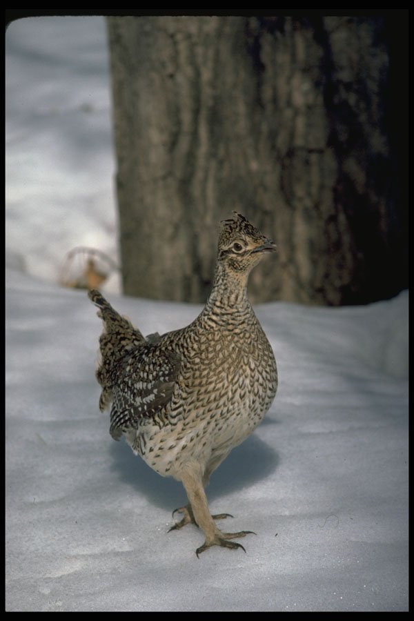 352003 Sharptailed Grouse A4 Photo Print