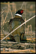 352004 Ring necked Cock Pheasant A4 Photo Print