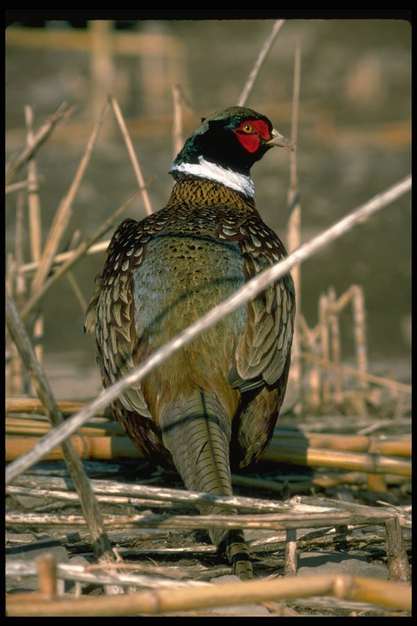 352004 Ring necked Cock Pheasant A4 Photo Print