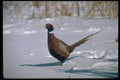 352005 Cock Pheasant Walking In Deep Snow A4 Photo Print