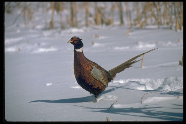 352005 Cock Pheasant Walking In Deep Snow A4 Photo Print