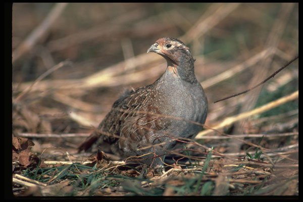 352006 Hungarian Partridge A4 Photo Print