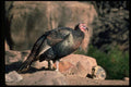 352007 Merriams Wild Turkey, Gobbler A4 Photo Print