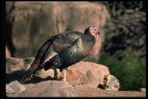 352007 Merriams Wild Turkey, Gobbler A4 Photo Print