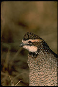 352008 Bobwhite Quail, Cock A4 Photo Print