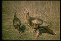 352009 Wild Turkeys, Big Gobbler With 8 Beard And His Hen A4 Photo Print
