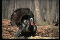 352010 Eastern Wild Turkey Strutting In Woods A4 Photo Print