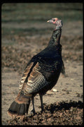 352011 Rio Grande Wild Turkey, Gobbler A4 Photo Print