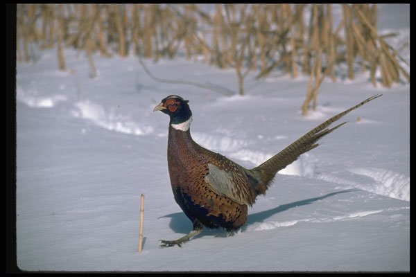352012 Cock Pheasant A4 Photo Print
