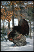 352013 Eastern Wild Turkey, Big Gobbler Strutting In Snowy Woods A4 Photo Print