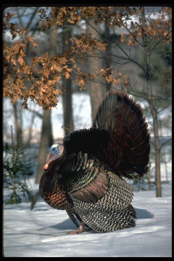 352013 Eastern Wild Turkey, Big Gobbler Strutting In Snowy Woods A4 Photo Print