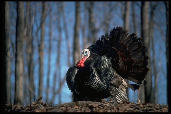 352014 Wild Turkey A4 Photo Print