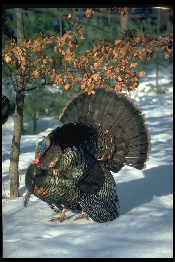 352015 Eastern Wild Turkey, Huge Gobbler In Full Strut A4 Photo Print