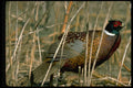 352016 Ring necked Cock Pheasant Stretching Wing A4 Photo Print