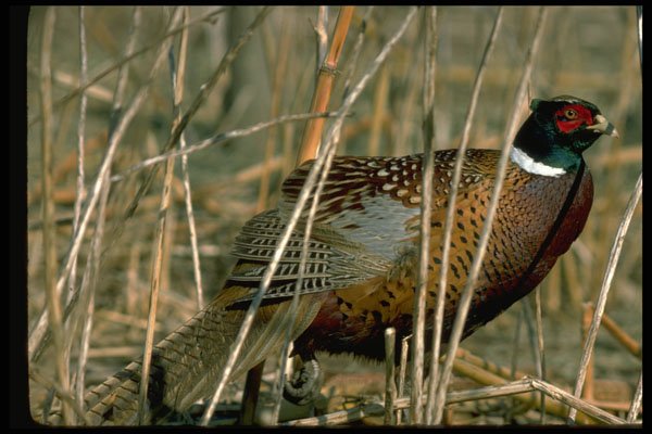 352016 Ring necked Cock Pheasant Stretching Wing A4 Photo Print