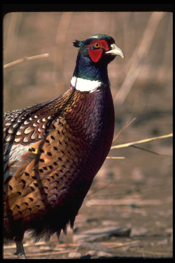 352017 Ring necked Pheasant A4 Photo Print